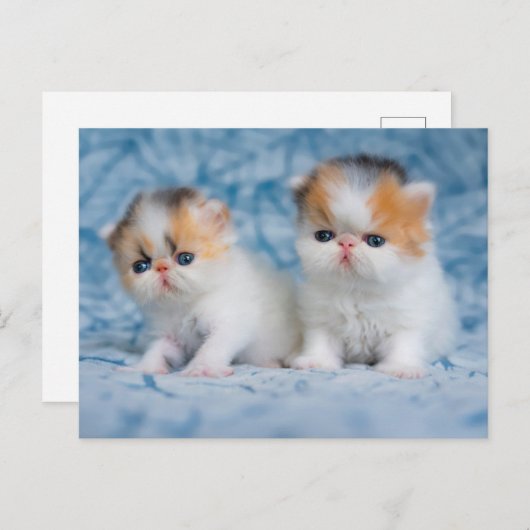 Kutest Baby Animals | Perzisch Calico Kitten Briefkaart (Voorkant / Achterkant)