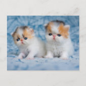 Kutest Baby Animals | Perzisch Calico Kitten Briefkaart (Voorkant)