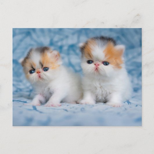 Kutest Baby Animals | Perzisch Calico Kitten Briefkaart (Voorkant)