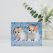 Kutest Baby Animals | Perzisch Calico Kitten Briefkaart (Staand voorkant)