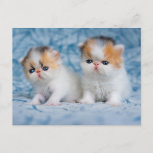 Kutest Baby Animals   Perzisch Calico Kitten Briefkaart