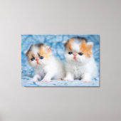 Kutest Baby Animals | Perzisch Calico Kitten Canvas Afdruk (Voorkant)