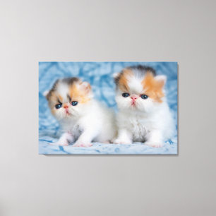 Kutest Baby Animals   Perzisch Calico Kitten Canvas Afdruk