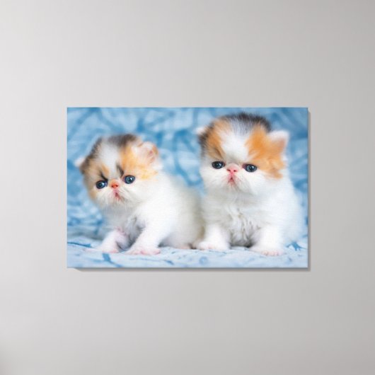 Kutest Baby Animals | Perzisch Calico Kitten Canvas Afdruk (Voorkant)