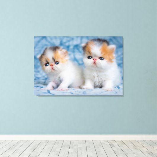Kutest Baby Animals | Perzisch Calico Kitten Canvas Afdruk (Insitu (Houten vloer))