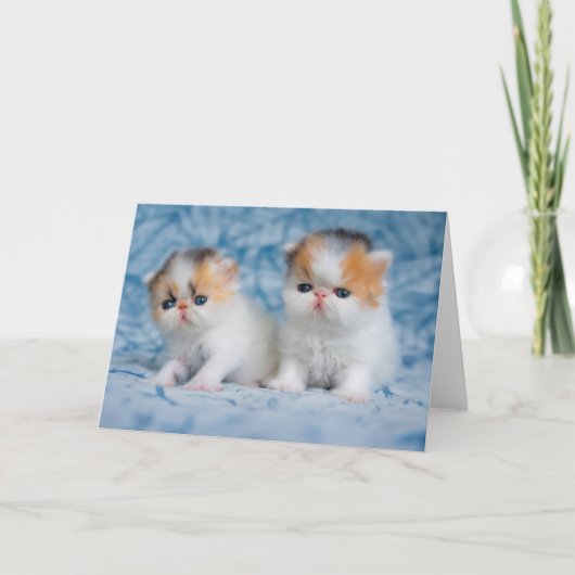 Kutest Baby Animals | Perzisch Calico Kitten Kaart (Voorkant)