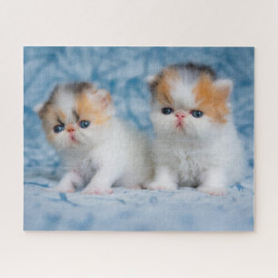 Kutest Baby Animals   Perzisch Calico Kitten Legpuzzel