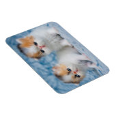 Kutest Baby Animals | Perzisch Calico Kitten Magneet (Rechterzijde)