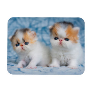 Kutest Baby Animals   Perzisch Calico Kitten Magneet