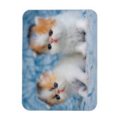 Kutest Baby Animals | Perzisch Calico Kitten Magneet (Verticaal)