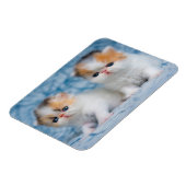 Kutest Baby Animals | Perzisch Calico Kitten Magneet (Linkerzijde)