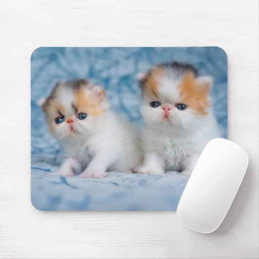 Kutest Baby Animals | Perzisch Calico Kitten Muismat (Met muis)