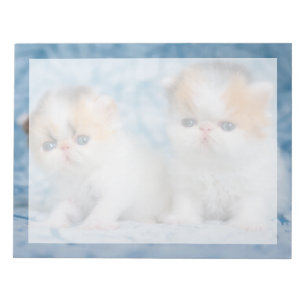 Kutest Baby Animals Perzisch Calico Kitten Notitieblok