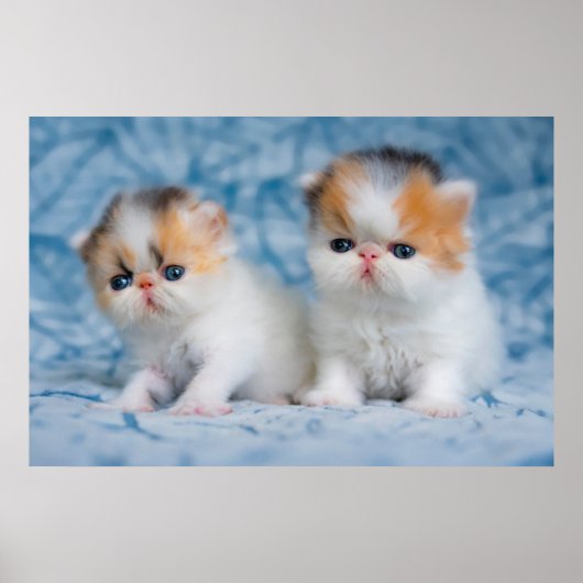 Kutest Baby Animals | Perzisch Calico Kitten Poster (Voorkant)