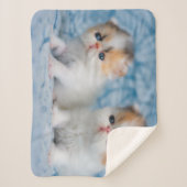 Kutest Baby Animals | Perzisch Calico Kitten Sherpa Deken (Voorkant)