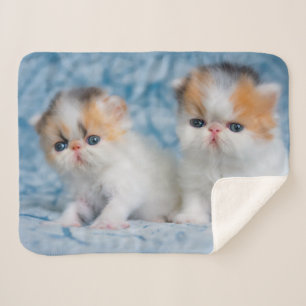 Kutest Baby Animals   Perzisch Calico Kitten Sherpa Deken