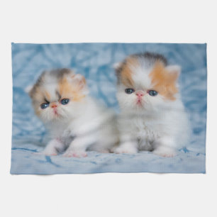 Kutest Baby Animals   Perzisch Calico Kitten Theedoek