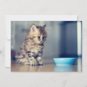Kutest Baby Animals Perzisch Keuten met blauwe o Bedankkaart