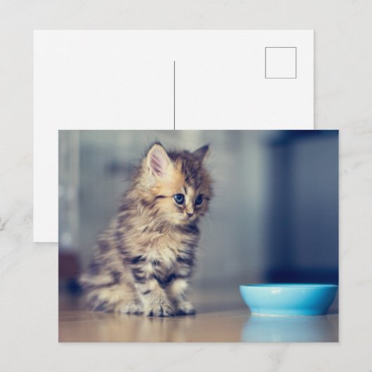 Kutest Baby Animals | Perzisch Keuten met blauwe o Briefkaart (Voorkant / Achterkant)