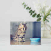 Kutest Baby Animals | Perzisch Keuten met blauwe o Briefkaart (Staand voorkant)