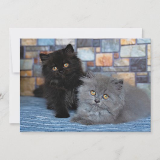 Kutest Baby Animals | Perzische Kittens in Blanket Bedankkaart (Voorkant)