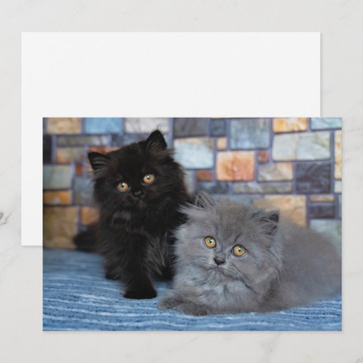 Kutest Baby Animals | Perzische Kittens in Blanket Bedankkaart (Voorkant / Achterkant)