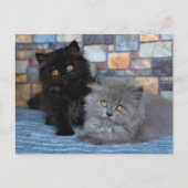Kutest Baby Animals | Perzische Kittens in Blanket Briefkaart (Voorkant)