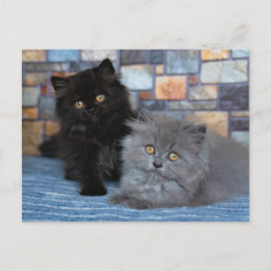 Kutest Baby Animals   Perzische Kittens in Blanket Briefkaart