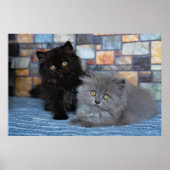 Kutest Baby Animals | Perzische Kittens in Blanket Poster (Voorkant)