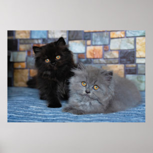 Kutest Baby Animals   Perzische Kittens in Blanket Poster