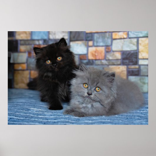 Kutest Baby Animals | Perzische Kittens in Blanket Poster (Voorkant)