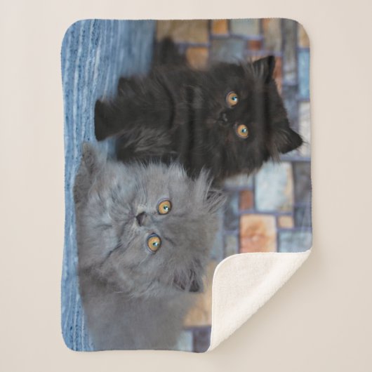 Kutest Baby Animals | Perzische Kittens in Blanket Sherpa Deken (Voorkant)