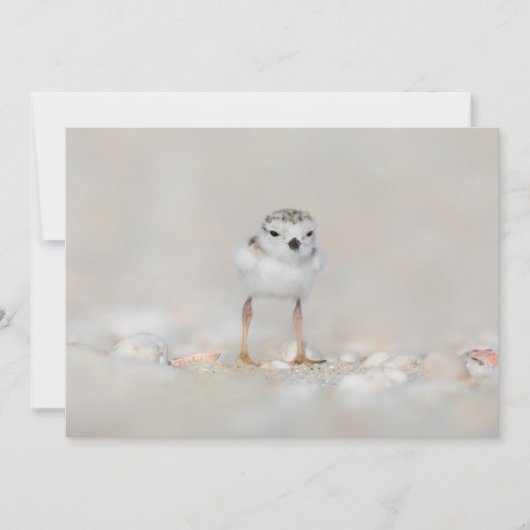 Kutest Baby Animals | Pijpgooisteen Bedankkaart (Voorkant)