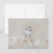 Kutest Baby Animals | Pijpgooisteen Briefkaart (Voorkant / Achterkant)