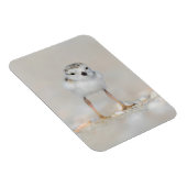 Kutest Baby Animals | Pijpgooisteen Magneet (Rechterzijde)