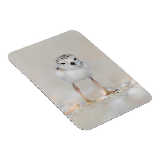 Kutest Baby Animals | Pijpgooisteen Magneet (Rechterzijde)