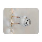 Kutest Baby Animals | Pijpgooisteen Magneet (Horizontaal)