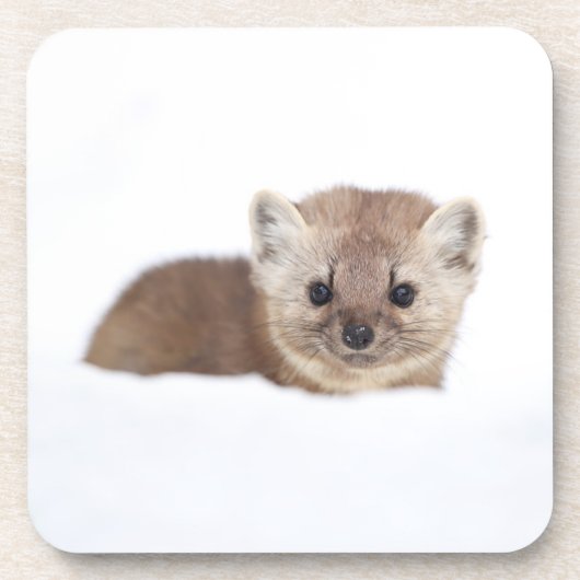 Kutest Baby Animals | Pine Marten Bier Onderzetter (Voorkant)
