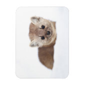 Kutest Baby Animals | Pine Marten Magneet (Verticaal)
