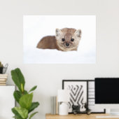 Kutest Baby Animals | Pine Marten Poster (Thuiskantoor)
