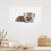 Kutest Baby Animals | Pine Marten Poster (Keuken)