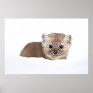 Kutest Baby Animals   Pine Marten Poster