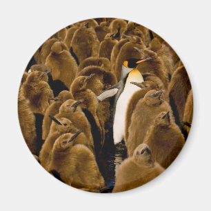 Kutest Baby Animals Pinguïn onder jongeren Magneet