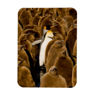Kutest Baby Animals Pinguïn onder jongeren Magneet
