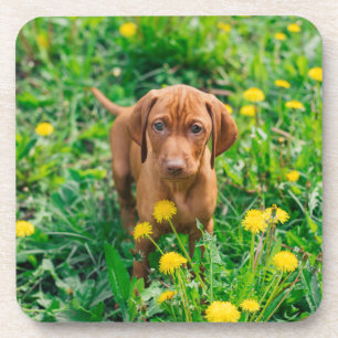 Kutest Baby Animals   Pointer Puppy Bier Onderzetter