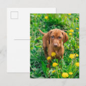 Kutest Baby Animals | Pointer Puppy Briefkaart (Voorkant / Achterkant)
