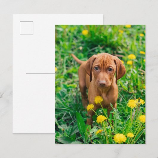 Kutest Baby Animals | Pointer Puppy Briefkaart (Voorkant / Achterkant)