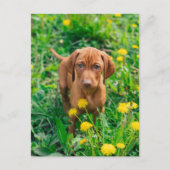 Kutest Baby Animals | Pointer Puppy Briefkaart (Voorkant)