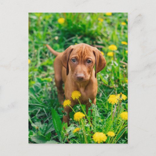 Kutest Baby Animals | Pointer Puppy Briefkaart (Voorkant)