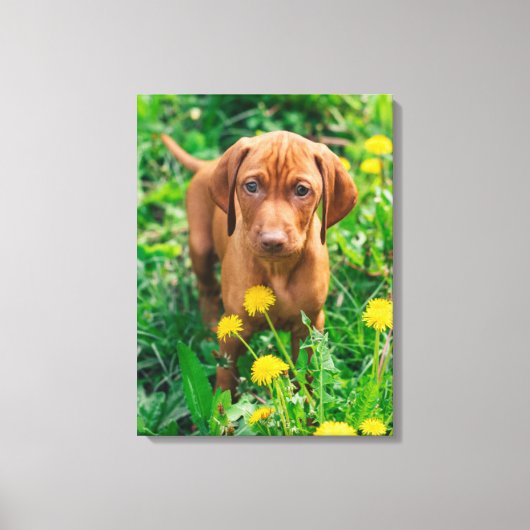 Kutest Baby Animals | Pointer Puppy Canvas Afdruk (Voorkant)
